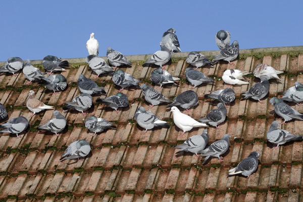 Pose de filets anti-pigeons dans une école sous un préau à Sadirac 33